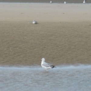 De Haan-aan-Zee, le Coq, un autre visage de la côte belge De Haan-aan-Zee, le Coq, un autre visage de la côte belge