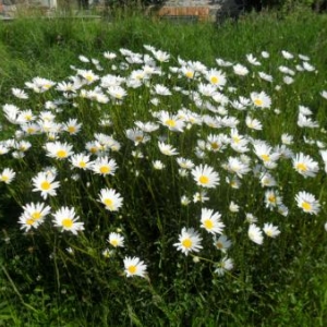 Dans le village de Neuville 