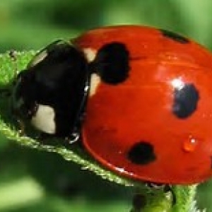 La coccinelle, image emblematique de Houiffalize