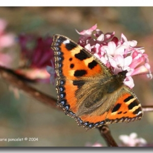 Papillon typique de Belgique