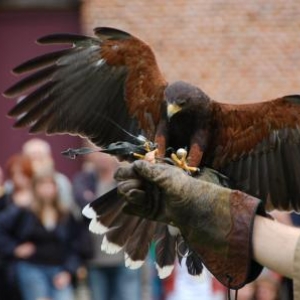 Festival médiéval au château d'Havré (Mons)