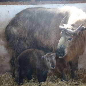 Pairi Daiza: une ère nouvelle pour ses 25 ans