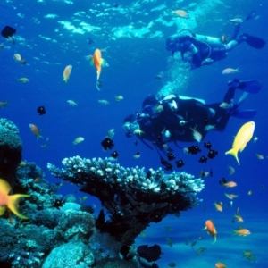 Les 7 raisons qui font de Malte une destination idéale pour la plongée 