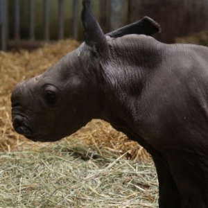 Naissance d’un Rhinocéros blanc du Sud à Pairi Daiza !