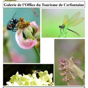 Exposition « Photographie de bestioles » de l’artiste Johanne Henrard-Burlot à Cerfontaine Exposition « Photographie de bestioles » de l’artiste Johanne Henrard-Burlot à Cerfontaine