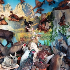 Exposition Taxidermie au PointCulture  de Charleroi