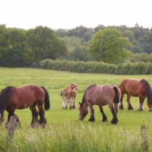 la montgolfiere survol des chevaux de trait