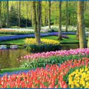 2. Keukenhof