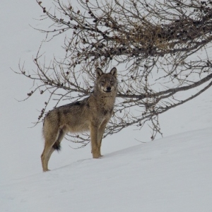 "Marche avec les Loups" (c) Jean-Michel Bertrand