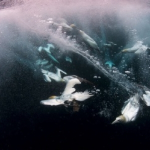 Grand-Prix d' "Emotion Ailes" 2017/"Les plongeurs" (Noss Island Shetland/UK) (c) Felipe Foncueva (Esp.)