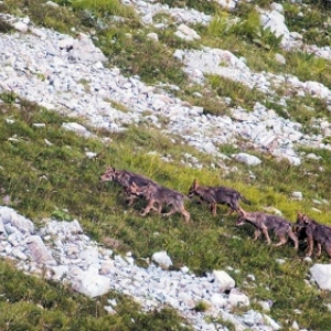 "La Vallée des Loups", à Liège et à Namur, les 12 et 18 Avril 