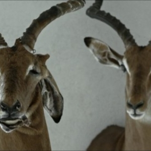 "Animus Animalis" (Aiste Zegulyt), Grand-Prix europeen "Director s Week" 