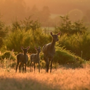 Prix du Public Films Amateurs/Prix Francis Stass (c) Philippe Allard