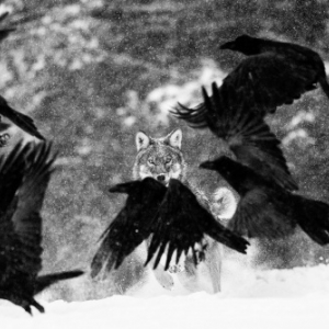 Grand Prix Photos (c) Martin Steenhout