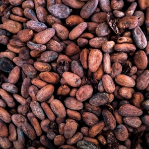 Les fèves mexicaines « Criollo Don Louis », à la base des plaquettes « Etoile du Nord » © Brian Sokol