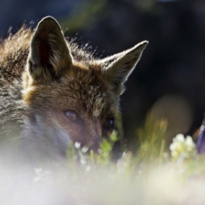 "La-Haut, Faune des Alpes" (Palais des Congres) (c) Thomas Delahaye (Fr.)