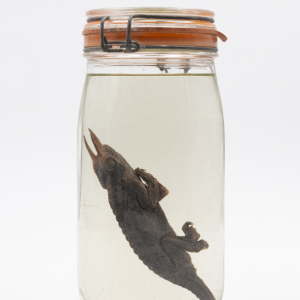 Caméléon de Jackson, conservé dans du formol © Coll. Paul-Louis Creteur