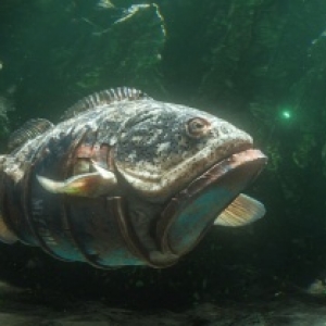 Prix du Court-Metrage Films Pros (c) F. Brauch/M. Pujol/K. Tailhades/R. et T. Thirion