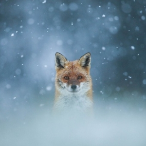 Prix Coup de Coeur Photos (c) Teddy Bracard