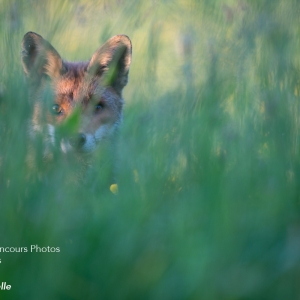 Prix « Moins de 18 Ans » : « Surprise mutuelle » © Ugo Di Capua