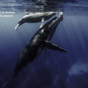 Grand-Prix Films Professionnels : « Quand Baleines et Tortues nous montrent le Chemin » © Rémy Tézier
