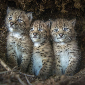 Gala d'Ouverture : "Lynx" © Laurent Geslin © "Gebeka Films »