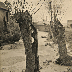 « Vieux Saules à Roubaix » (Georges Louage/1927) © « La Piscine »