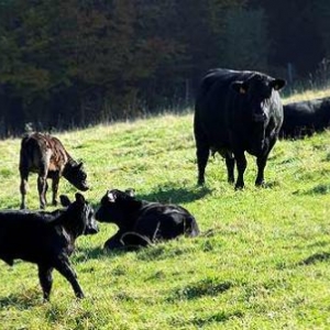 boeuf angus boeuf angus