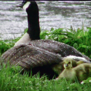 "Giving Nature a Home" dernier film de Marcel Thonnon "Giving Nature a Home" dernier film de Marcel Thonnon