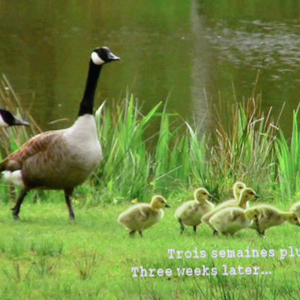 "Giving Nature a Home" dernier film de Marcel Thonnon "Giving Nature a Home" dernier film de Marcel Thonnon