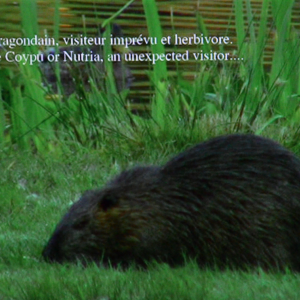 Le ragondain visiteur imprévu et herbivore, "Giving Nature a Home" dernier film de Marcel Thonnon
