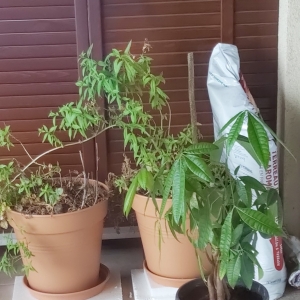 La permaculture pour sauver vos plantes