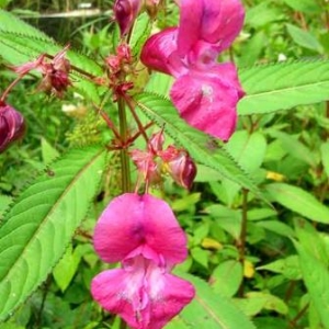 La Berce du Caucase La Berce du Caucase