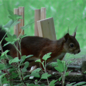 "Giving Nature a Home" dernier film de Marcel Thonnon "Giving Nature a Home" dernier film de Marcel Thonnon