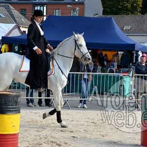 Cheval de trait ardennais-502