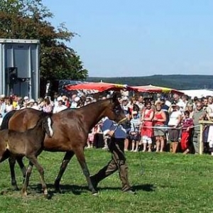 Fete du Cheval 2007-video 19