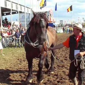 Foire de Libramont 2007-video 16