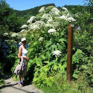 La Berce du Caucase La Berce du Caucase