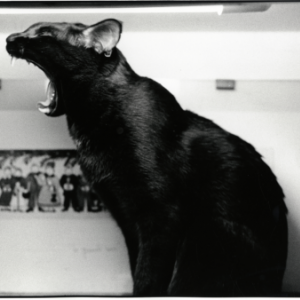 Jane Evelyn Atwood Jane Evelyn Atwood