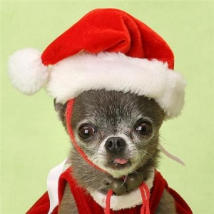 Miss Chiwa joyeux noel