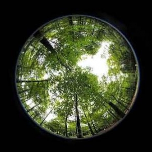 Fascination of Plants Day Fascination of Plants Day