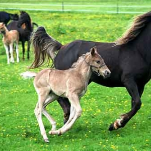 Elevage de Rocky Mountain Horse