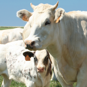 Le Blanc Bleu Belge en Wallonie