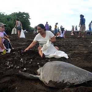 Extinction de la tortue de mer au COSTA RICA-13