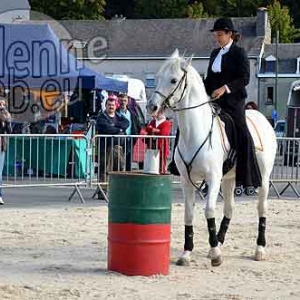 Cheval de trait ardennais-503
