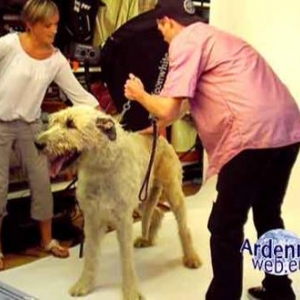le plus grand chien du monde - video 04