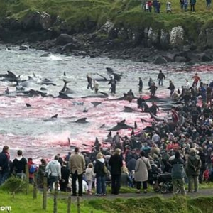 Massacre de Calderon un dauphin des iles de Feroe au Danemark