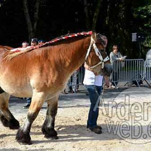 Cheval de trait ardennais-491