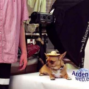 le plus beau chien du monde - video 04