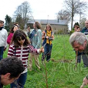 Seve de bouleau-3364